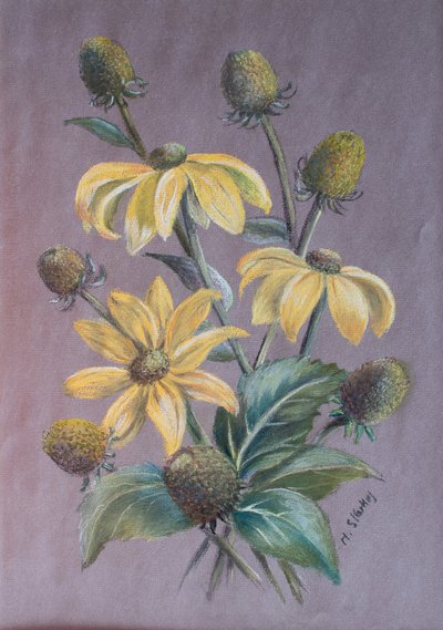 Rudbeckia by Margo Starkey